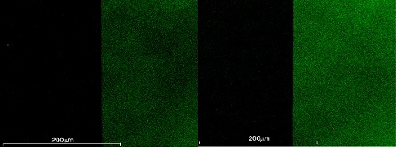 (Photo) A photo of OLED light emission using surface plasmons compared with a photo of that light emission in a conventionally structured OLED