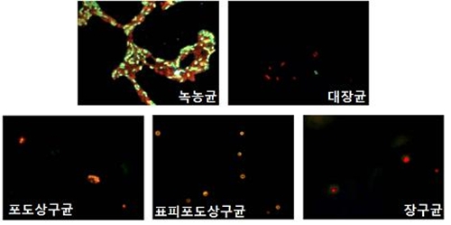 Biocompatible material developed using Pohang Accelerator