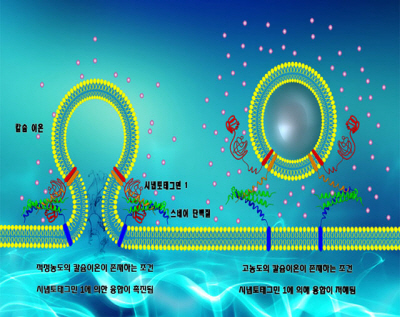 Scientist Resolve Decade-long Puzzle of 'Protein Function' image