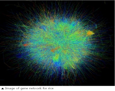Gene social network for rice, one of world's four major grains, identified  image