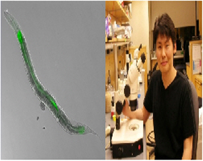 Poikilotherms 'control body temperature, longevity' according to changing temperatures image