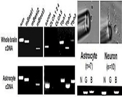 Korean scientists identify gene-generating 'anion channel' in Astrocytes image